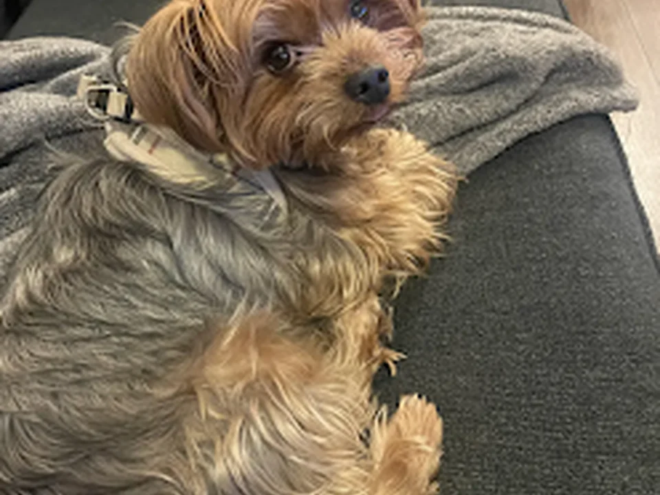 Atlanta Dog Sitting And Boarding