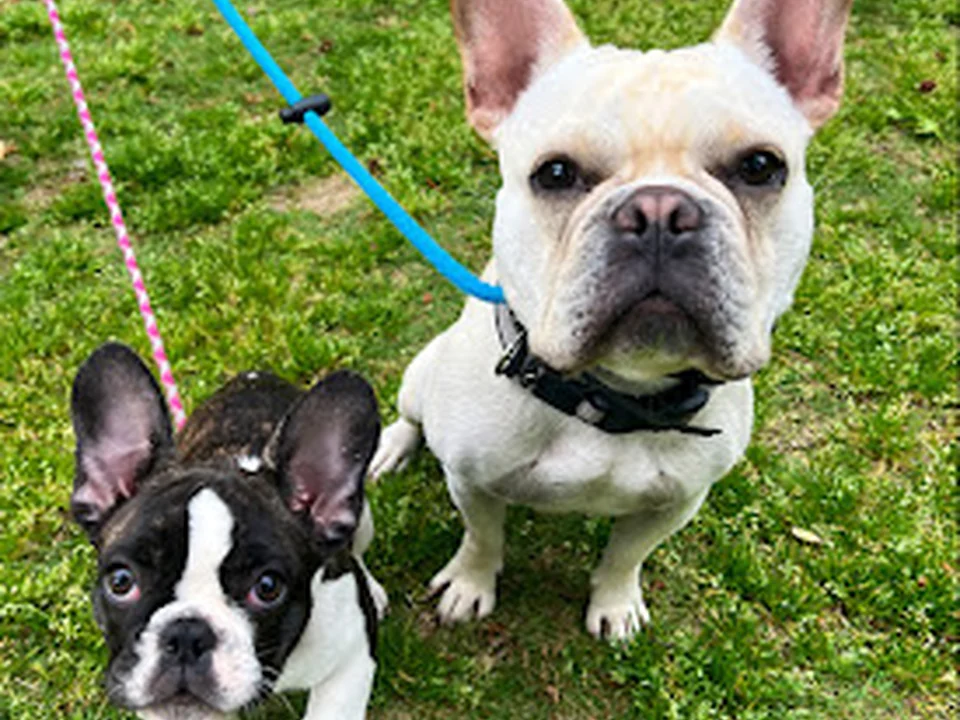 Atlanta Dog Stars