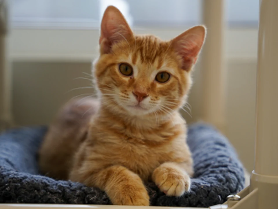 Atlanta Humane Society - Marietta