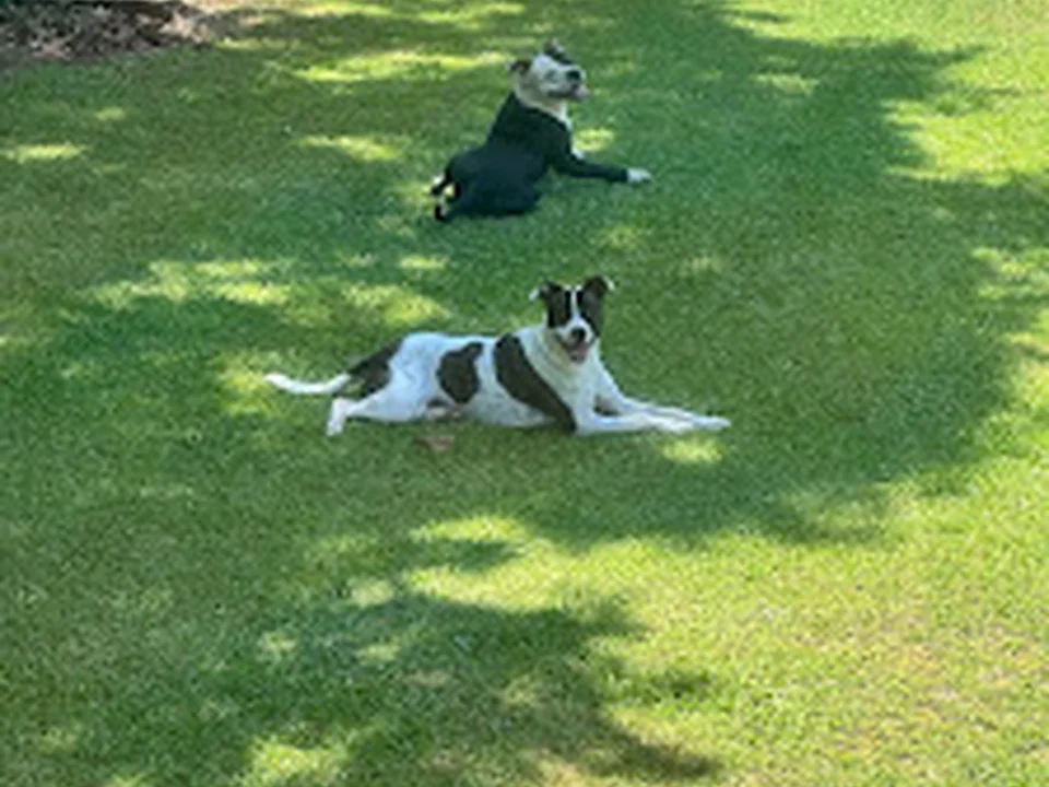 Bark Avenue Pet Resort
