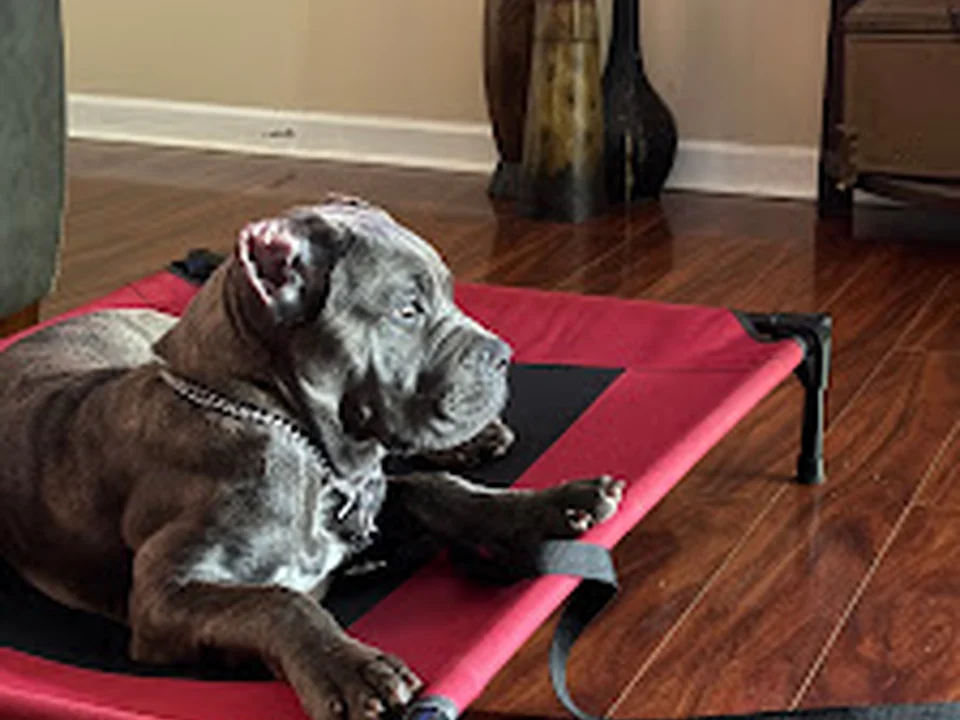 Bark K9 Dog Training & Canine Consultant