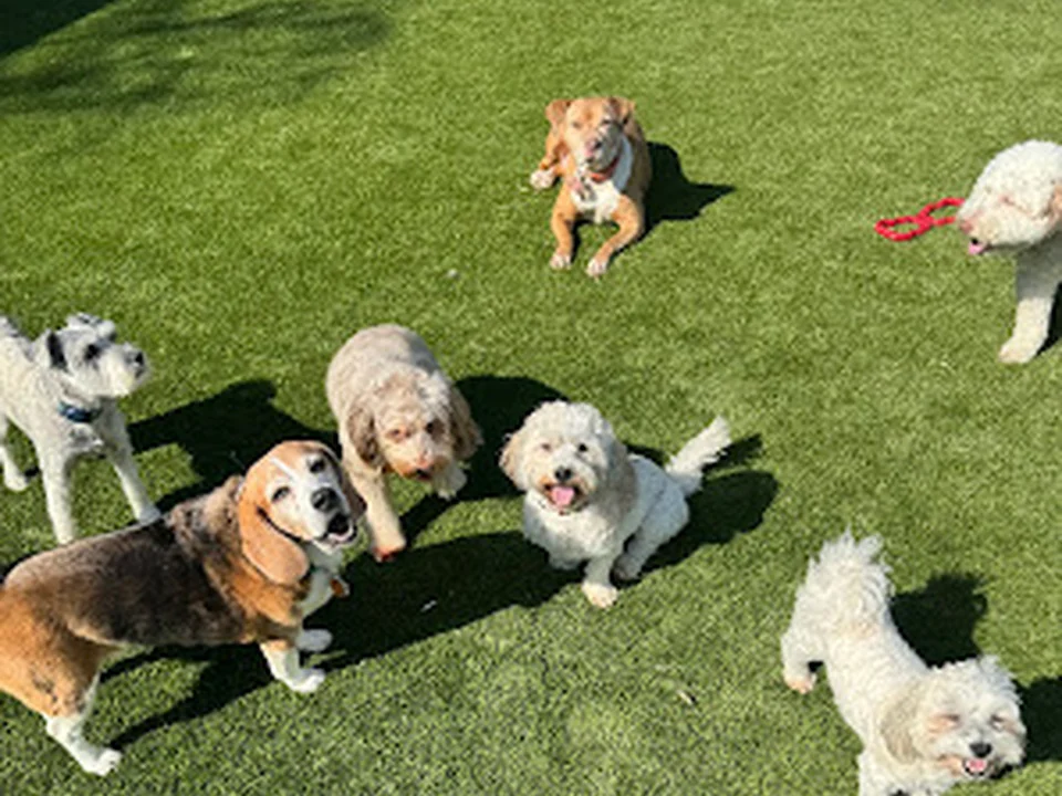 Best Little Dog House in Georgia