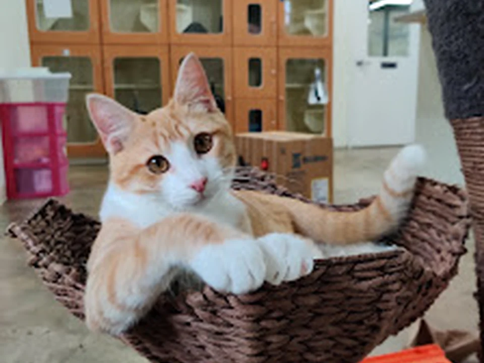 Camp Kitty
