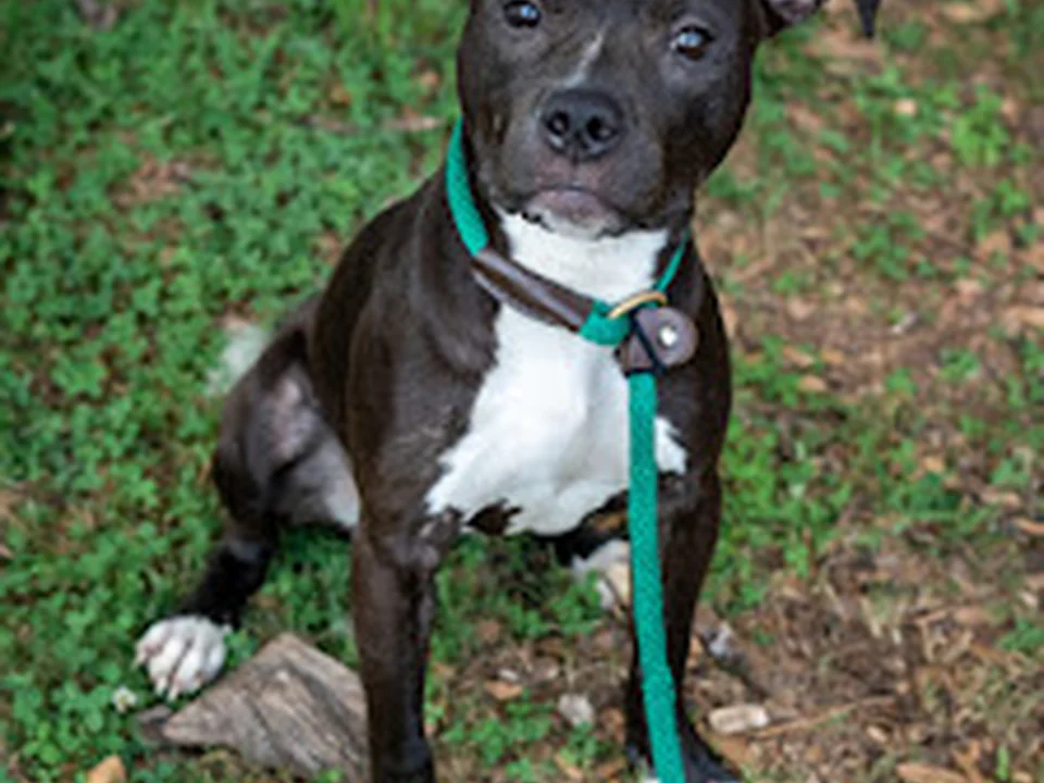 Canine Ph.D. Dog Training, Inc.