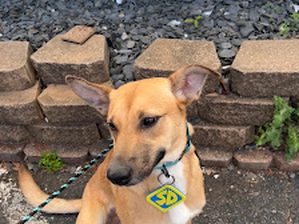 Digs Dog Care