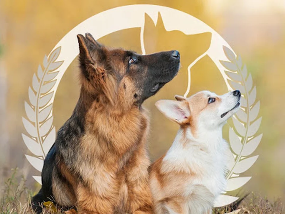 Dog Training Elite Northeast Atlanta