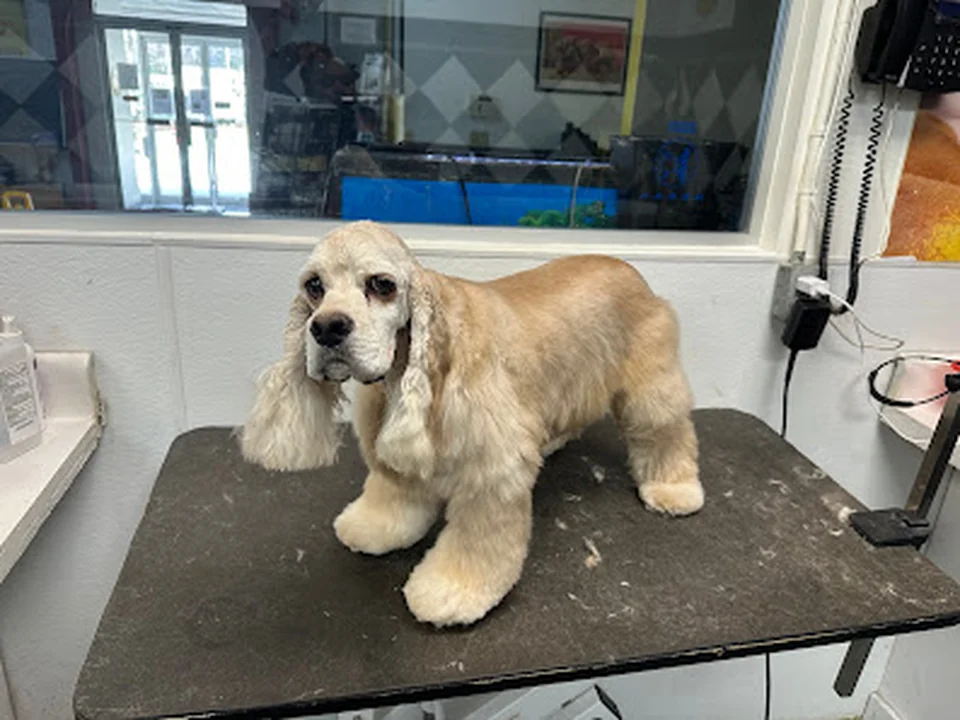 Dogma Dog Care