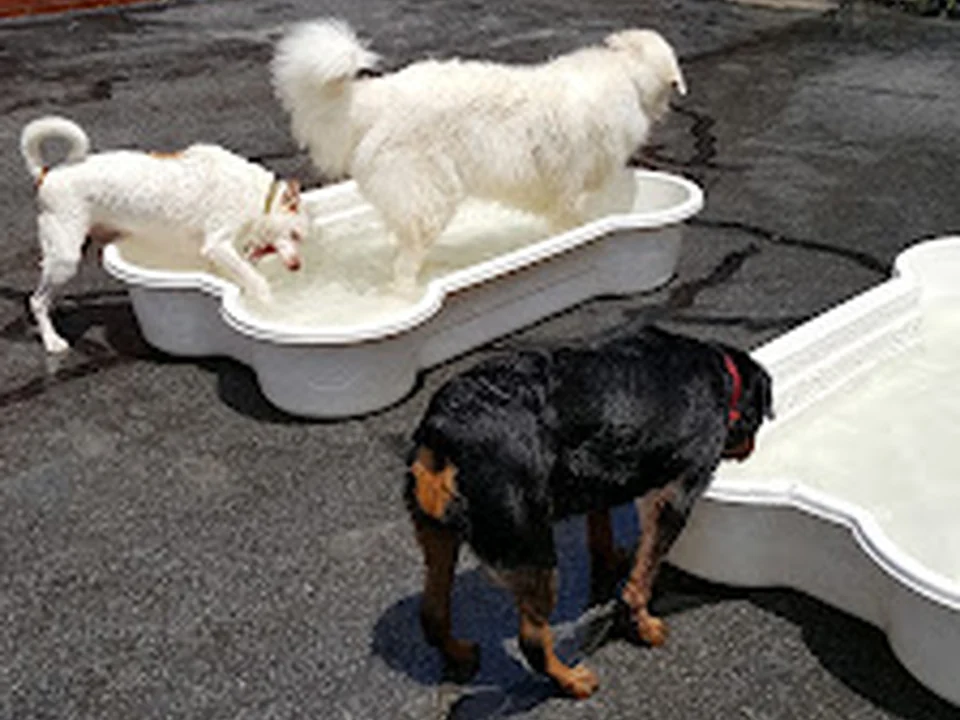 DogPhoria