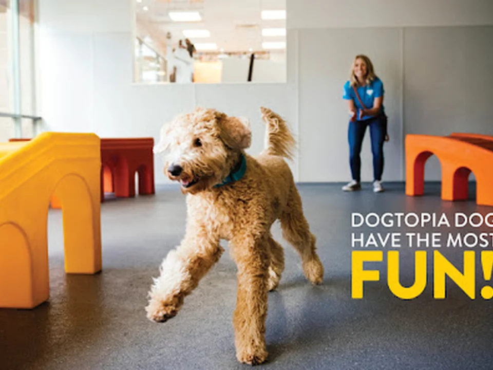 Dogtopia of Decatur