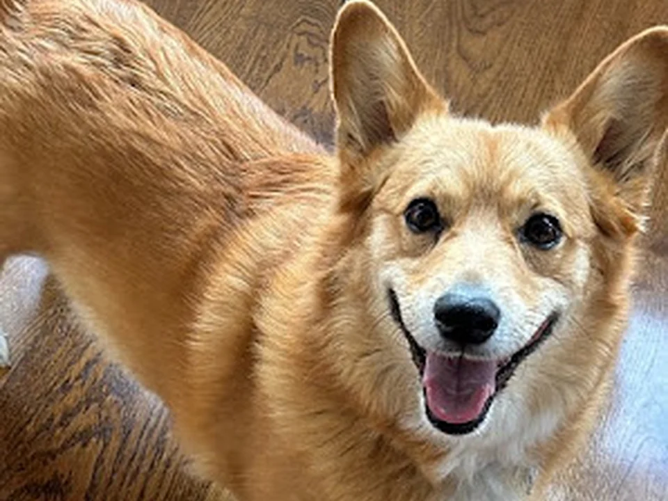Fetch! Pet Care NE Atlanta | Dog Walking Experiences & Adventures