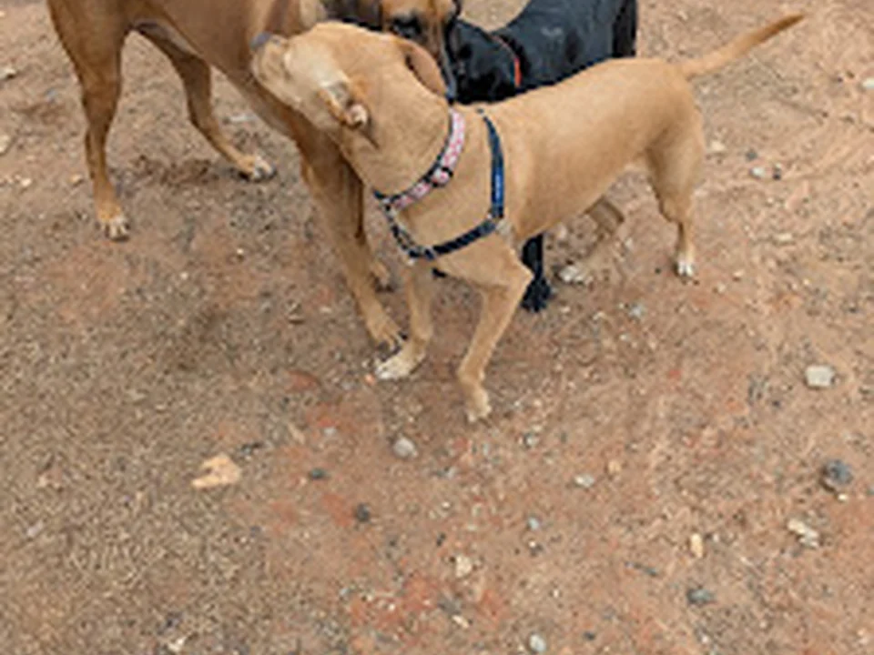 Freedom Barkway Dog Park