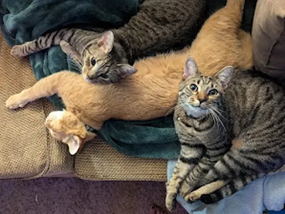 FurKids, Inc. (f/k/a Purr Nation Cat Alliance, Inc)