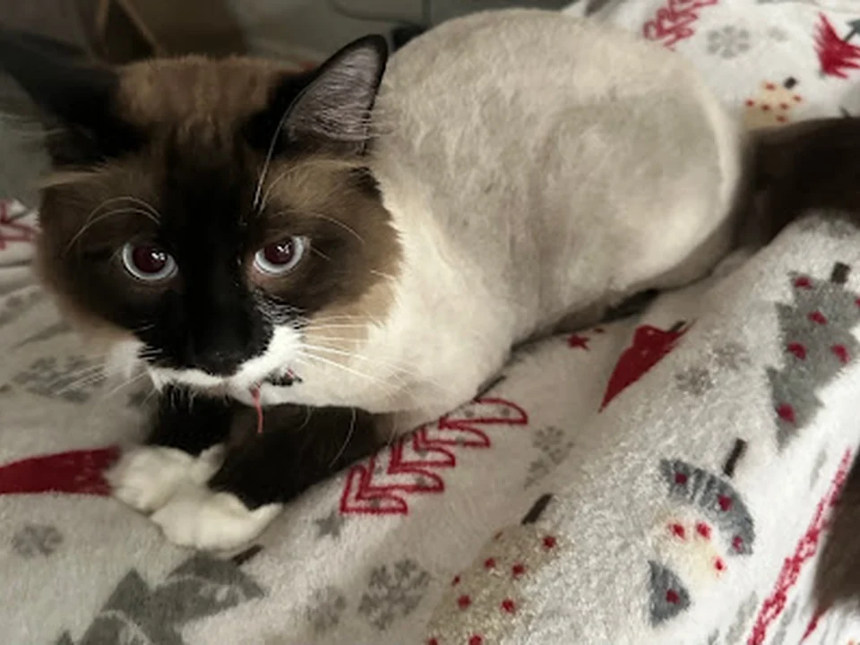 Furside Pet Grooming