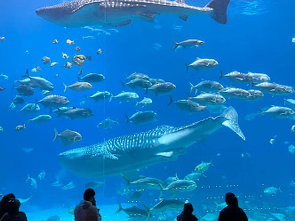 Georgia Aquarium