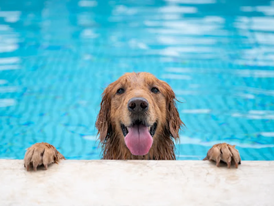 Good Boy Pool Services