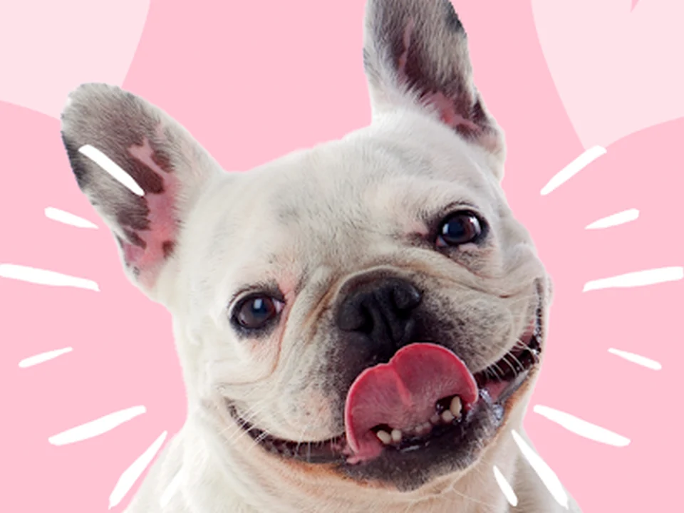 Foto de Happy Pup Spa
