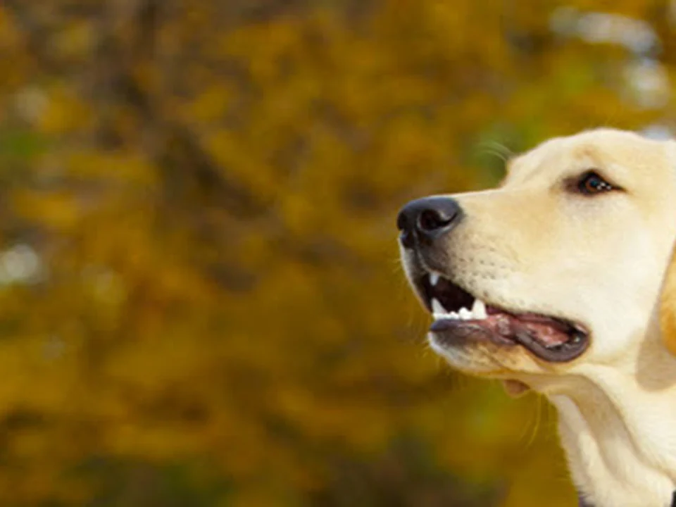 K-9 Coach