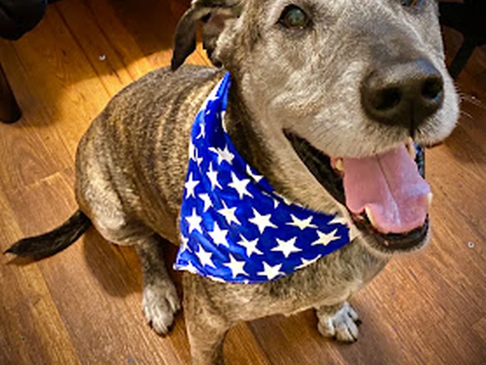 K & B Elite Doggie Daycare