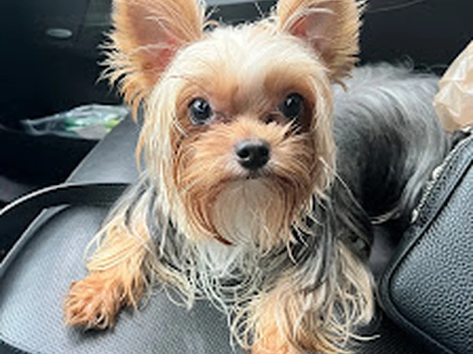 Key Key's Doggy Daycare
