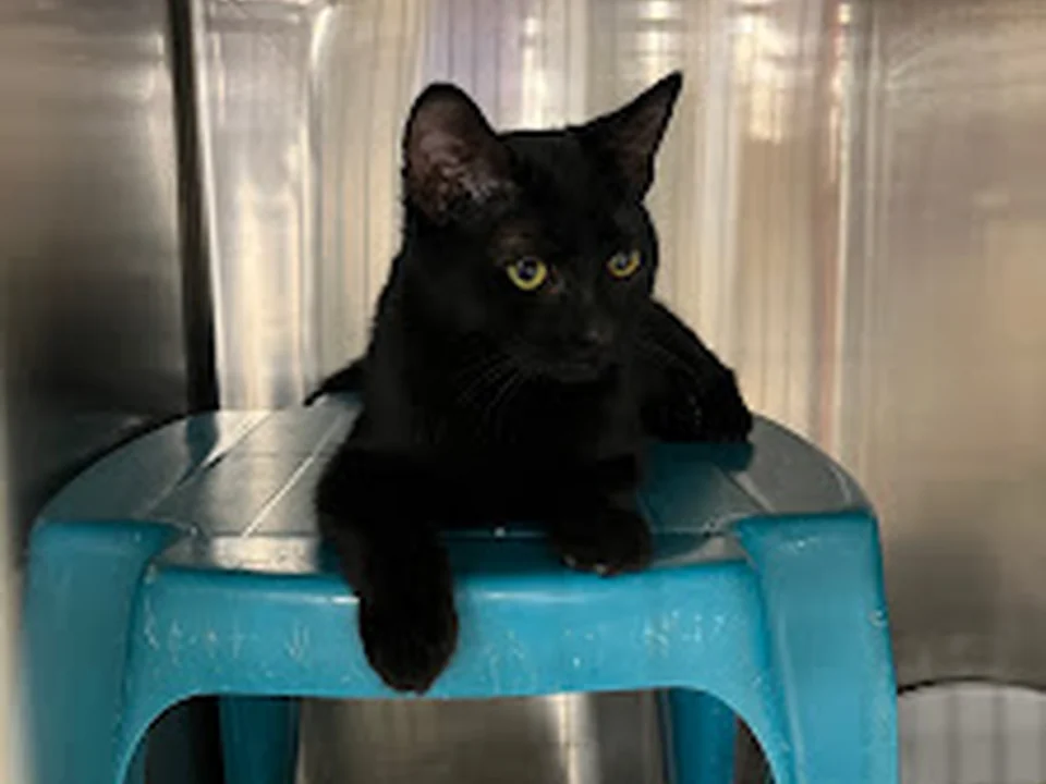 Foto de Kitty Angel Rescue