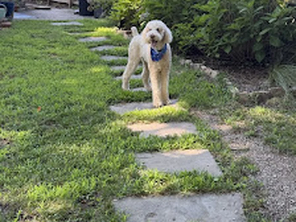 Leashes and Litterboxes | Petsitting and Dogwalking