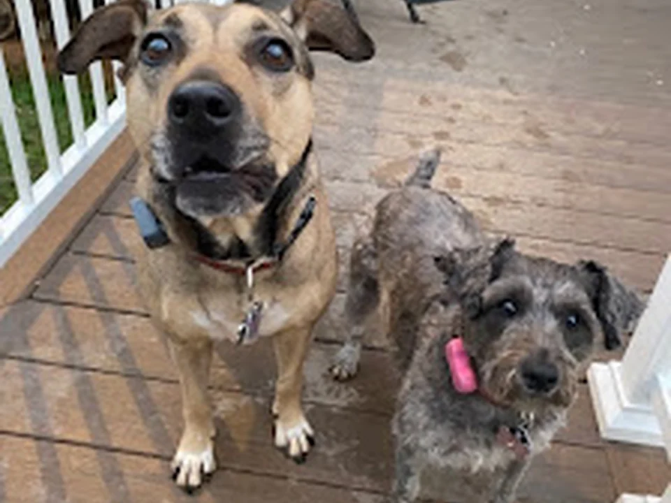 Lezlie's Pet Sitting & Dog Walking