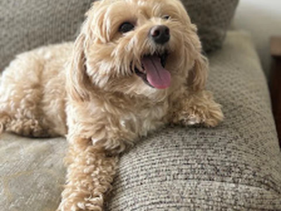 Mellow Tails LLC Atlanta Pet Care