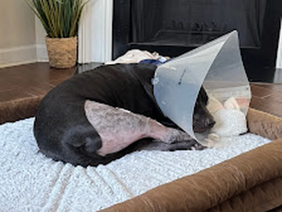Northlake Veterinary Surgery