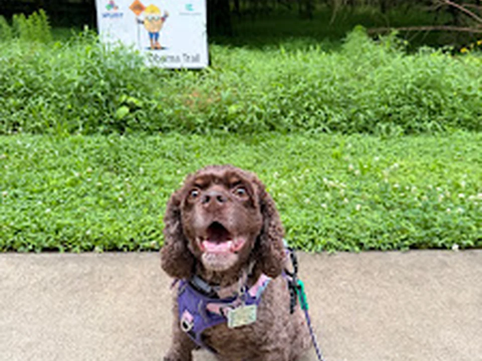 Praline's Backyard Dog Services | Atlanta Dog Walkers
