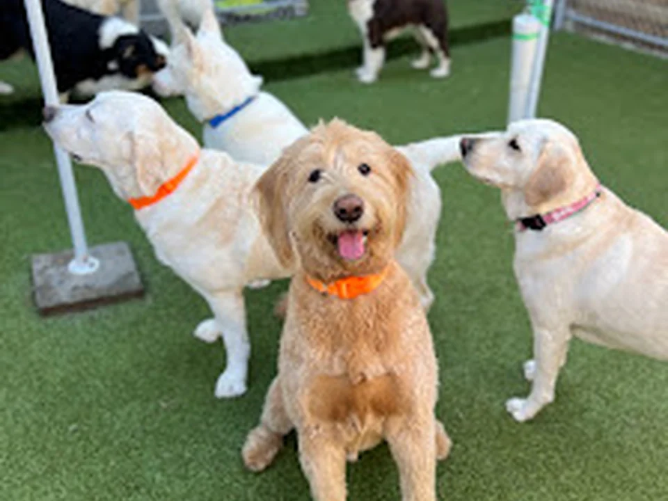 Puppy Haven - Buckhead