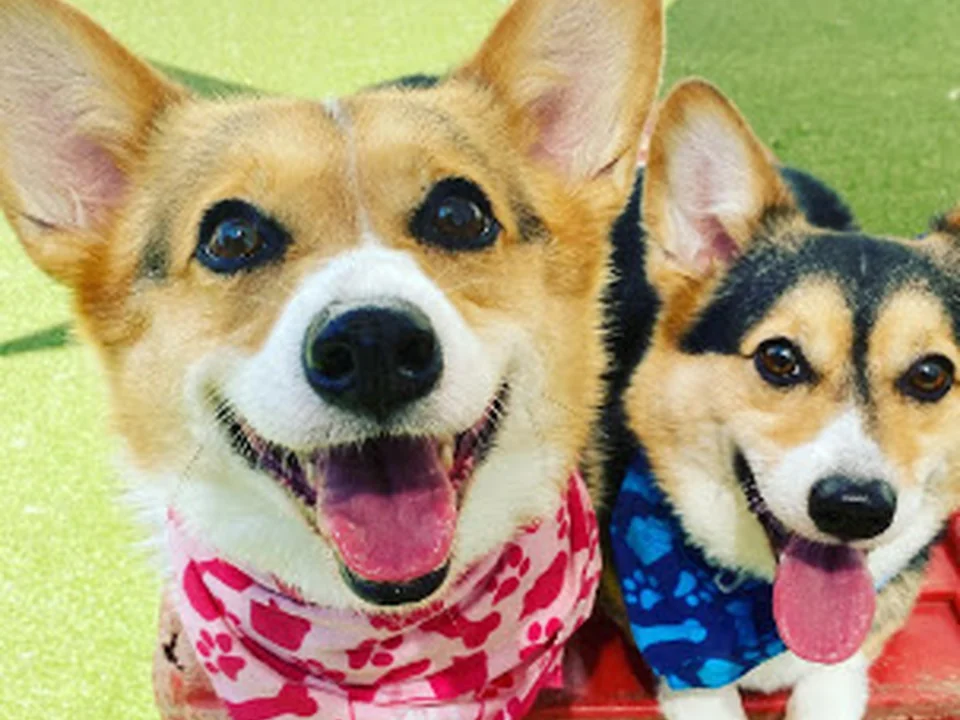 Foto de Puppy Haven - East Roswell