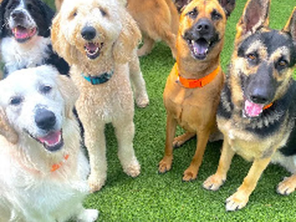 Puppy Haven - Smyrna