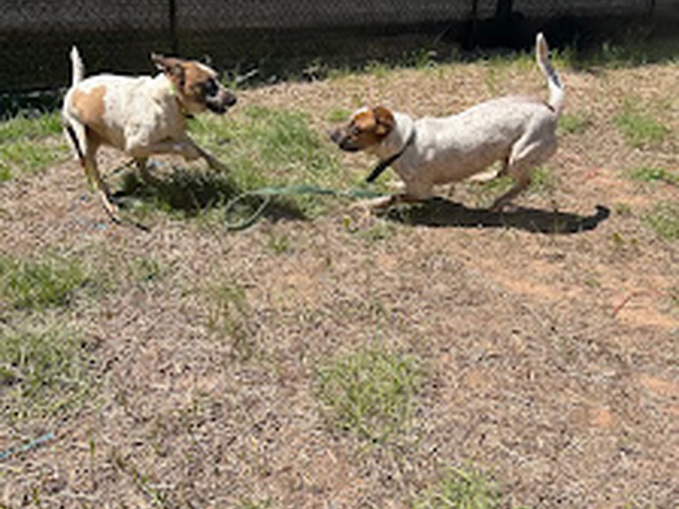 Quality Time Dog Boarding and Training