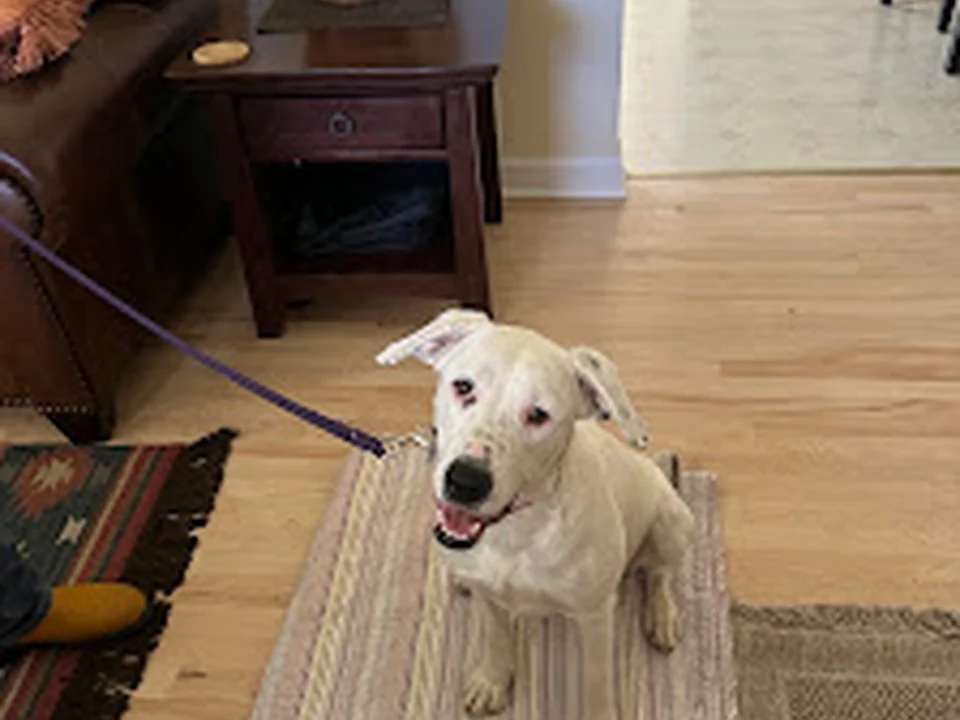 Ranger Dog Training, LLC
