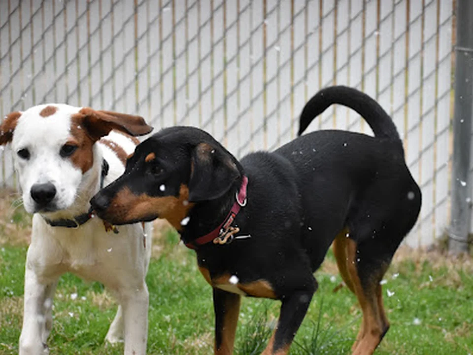 Foto de Smith Farms Boarding Kennels