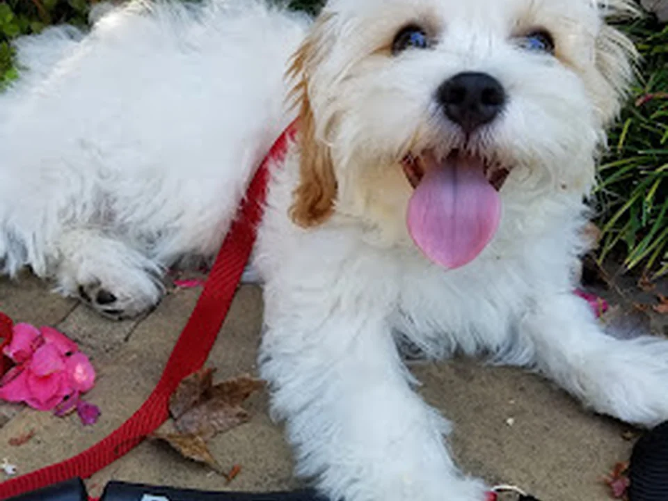 Superior Dog Training, Atlanta
