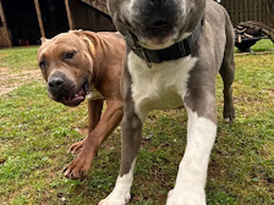 The Village Pets, Pet Sitting and Pet Care