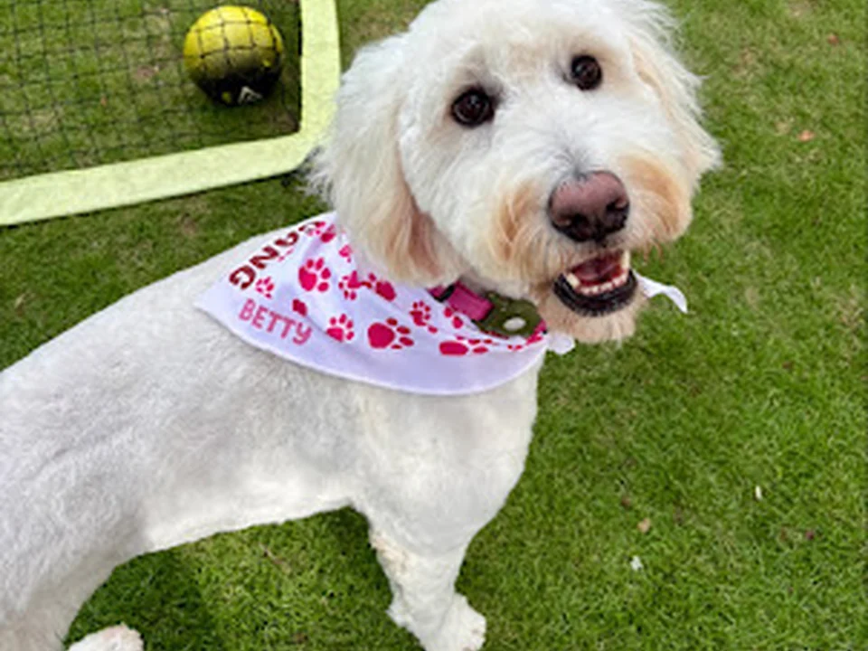 Woof Gang Bakery & Grooming Beltline