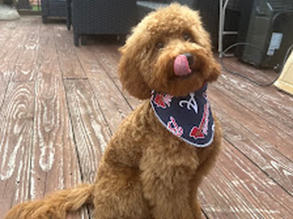 Woof Gang Bakery & Grooming Smyrna