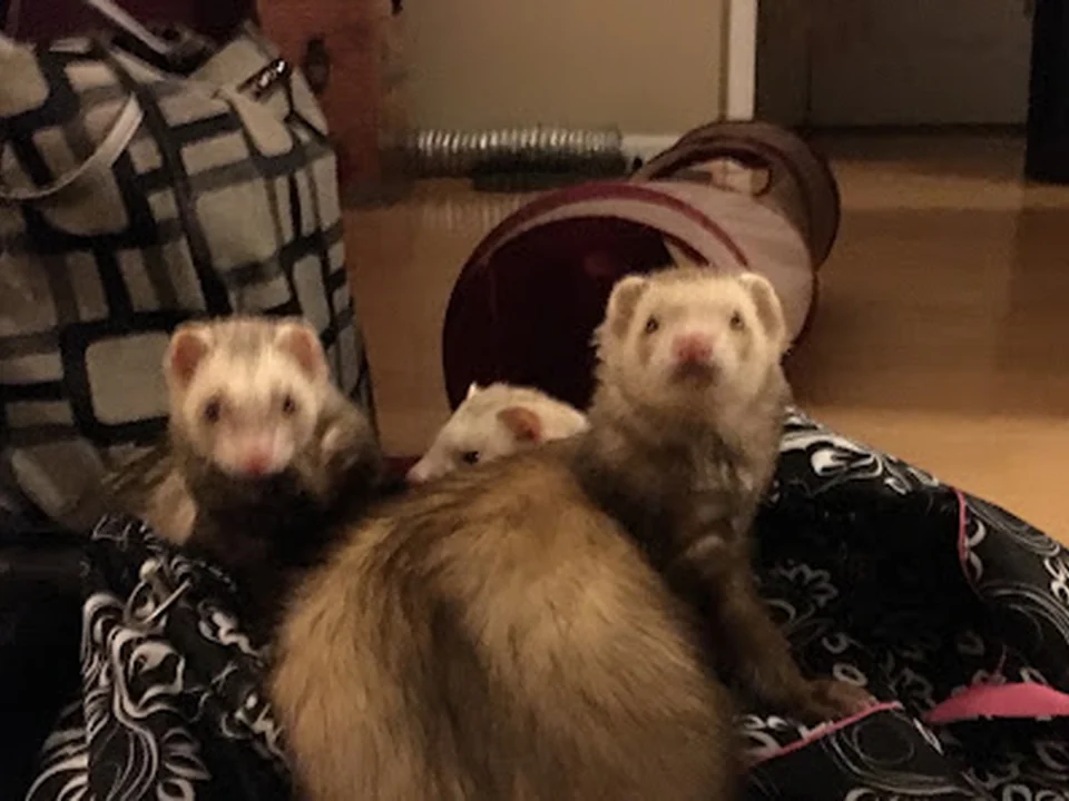 Kindness Matters Ferret Rescue, Atlanta
