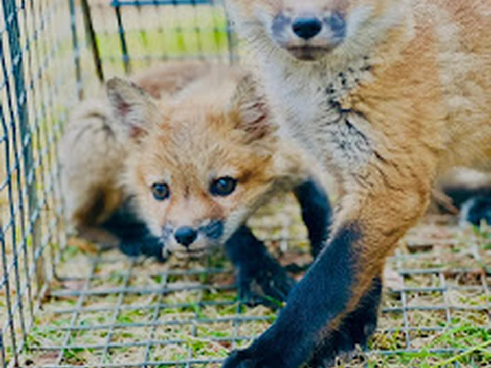 Atlanta Wildlife Solutions, LLC