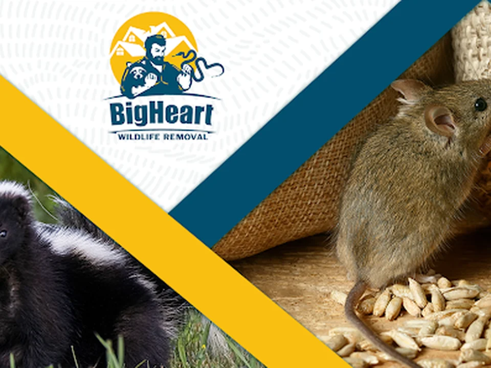 BigHeart Wildlife Removal, Atlanta