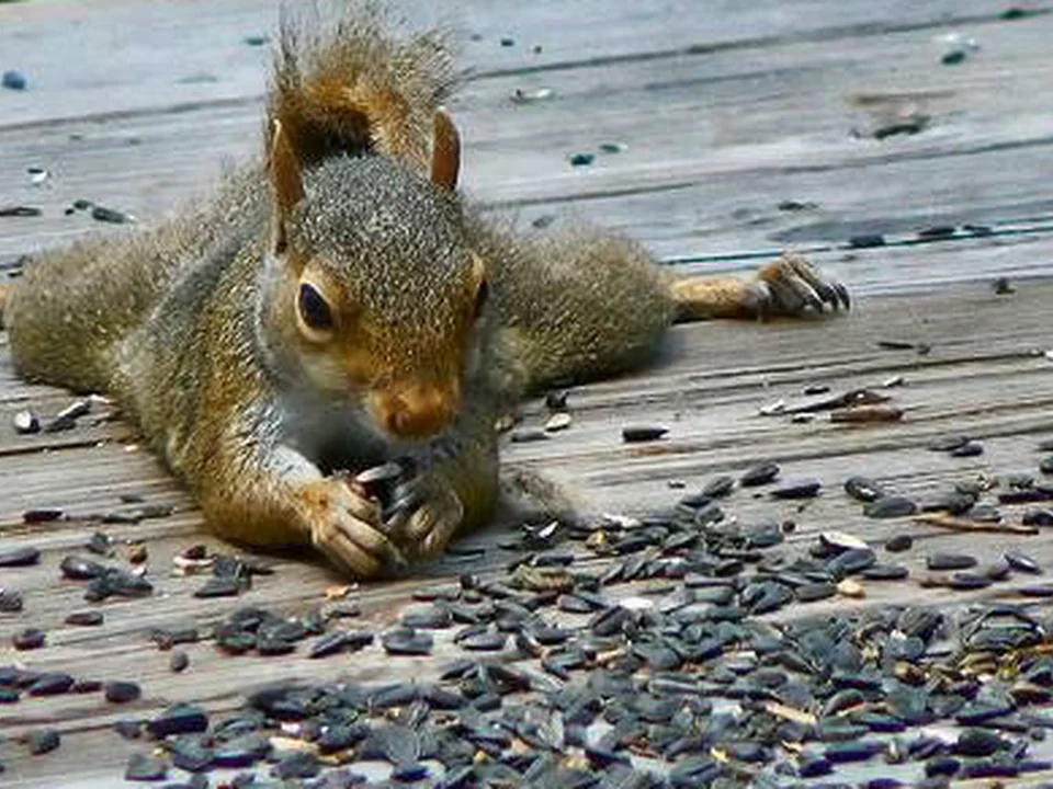 Wildlife Removal Specialist of Atlanta