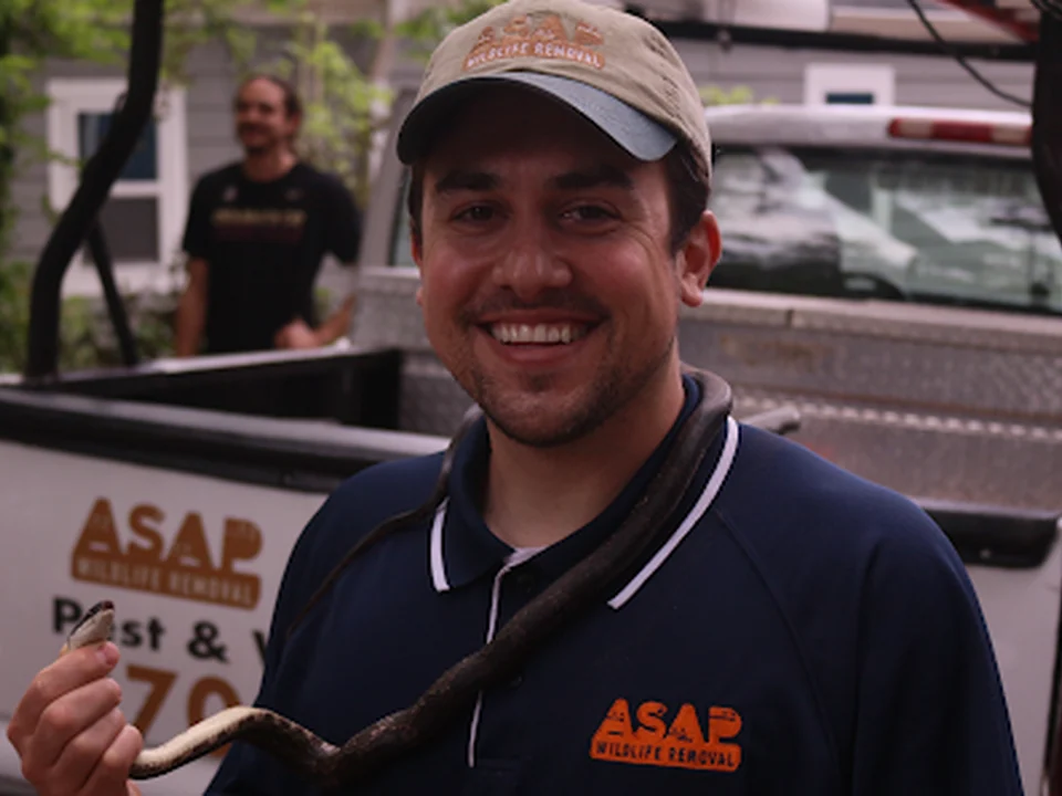ASAP Pest & Wildlife Removal, Atlanta