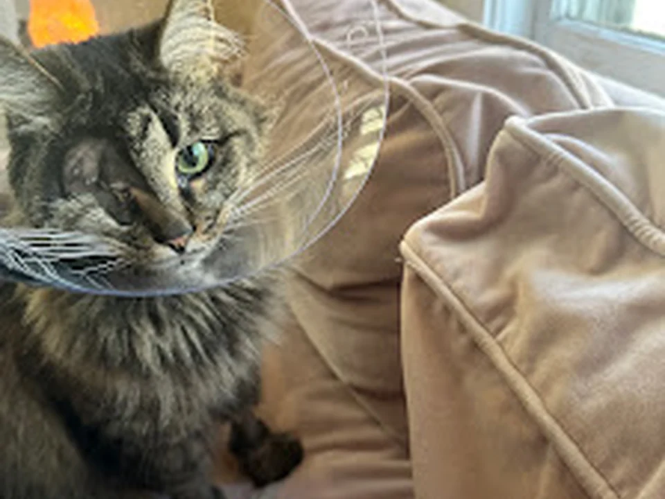 BluePearl Pet Hospital, Atlanta