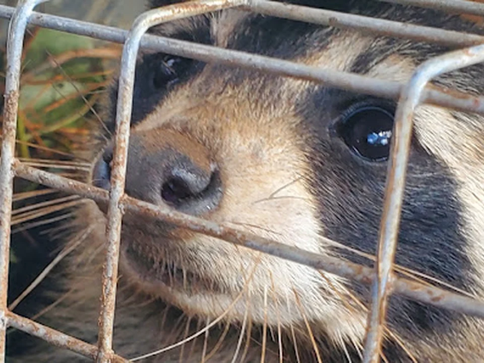 Perimeter Wildlife Control, LLC., Atlanta